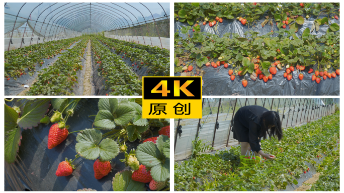 【4k原创合集】有机草莓种植大棚