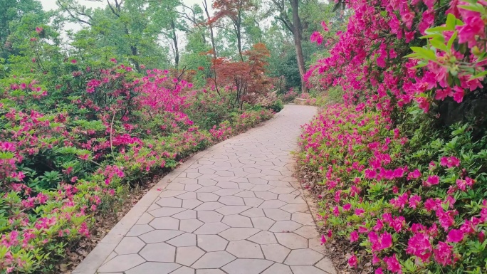 湖北武汉东湖磨山景区杜鹃花盛开