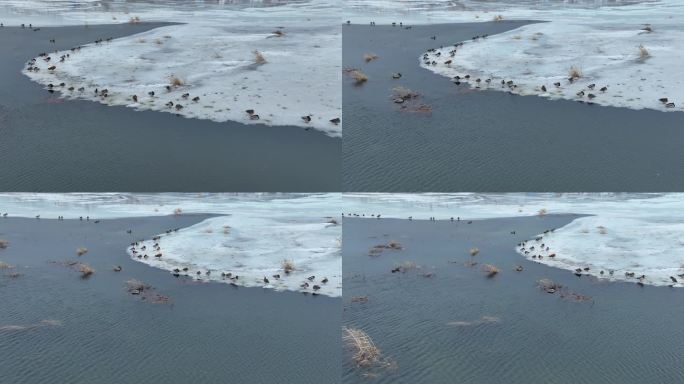 残雪消融的湿地湖泊水鸭子