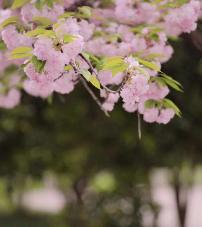 古建筑屋檐下桃花