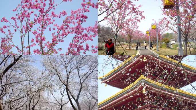 【4k合集】武汉东湖樱花园五重塔白色樱花
