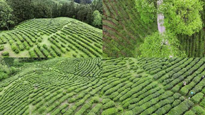 4k 航拍贵州大地指纹茶园采茶