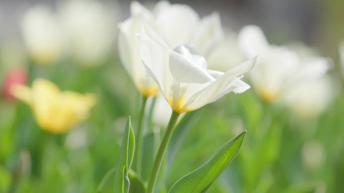 郁金香花园沈阳世博园郁金香