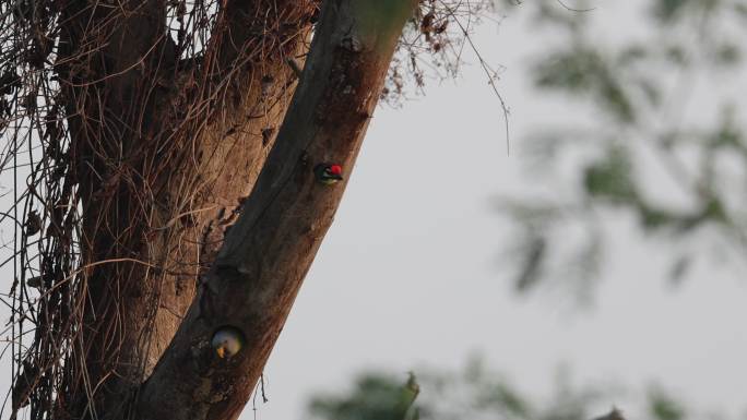 花头鹦鹉和拟啄木鸟一同在树洞中做巢