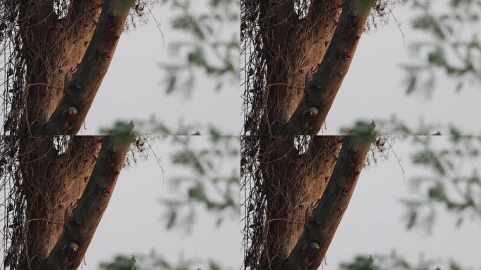 花头鹦鹉和拟啄木鸟一同在树洞中做巢