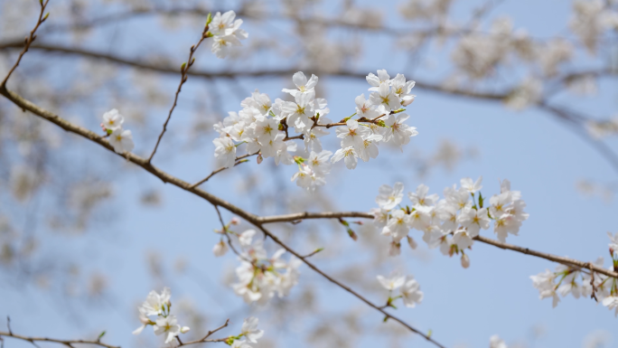 【4k合集】武汉东湖樱花园五重塔白色樱花