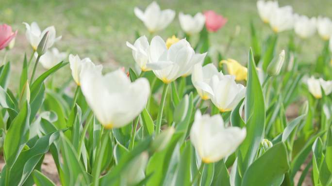 郁金香花园沈阳世博园郁金香