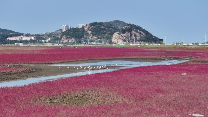 鸥鹭海边飞翔 红海滩 碱蓬草 16