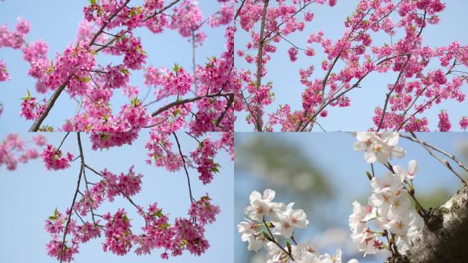 【4k合集】武汉东湖樱花园樱花季