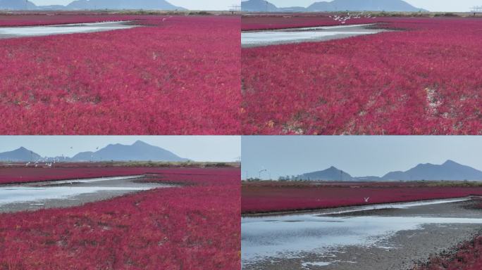 鸥鹭海边飞翔 红海滩 碱蓬草 19