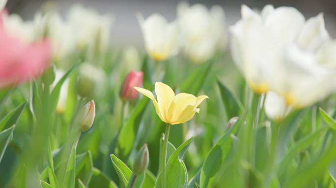 郁金香花园沈阳世博园郁金香