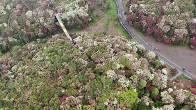 贵州毕节春季百里杜鹃景区