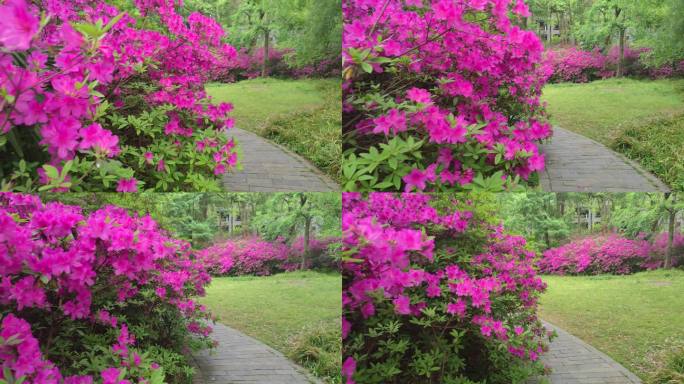 湖北武汉东湖磨山景区杜鹃花盛开