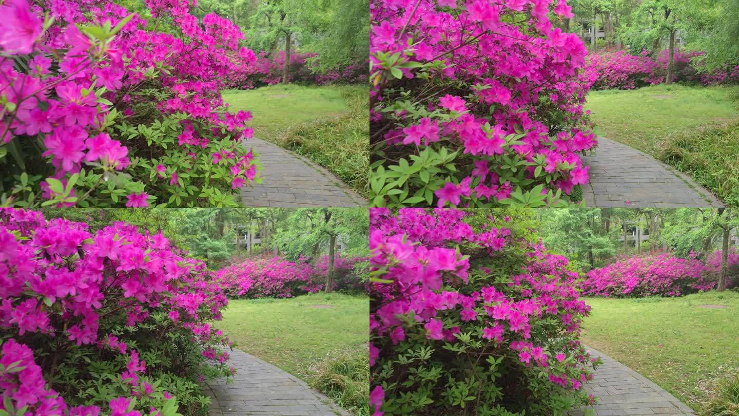 湖北武汉东湖磨山景区杜鹃花盛开