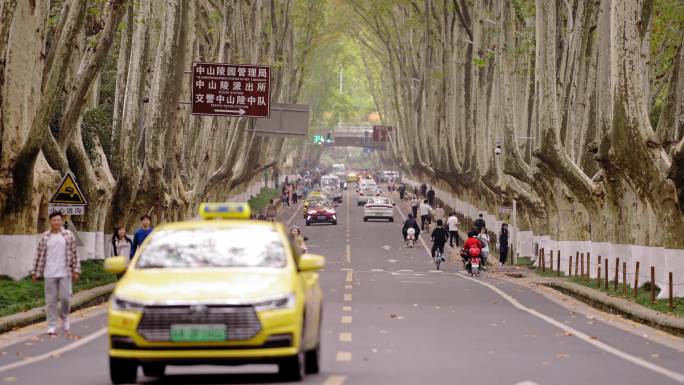 南京_明孝陵景区_梧桐树道路013