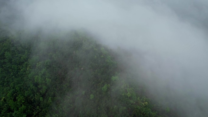 大山云海 树林云海