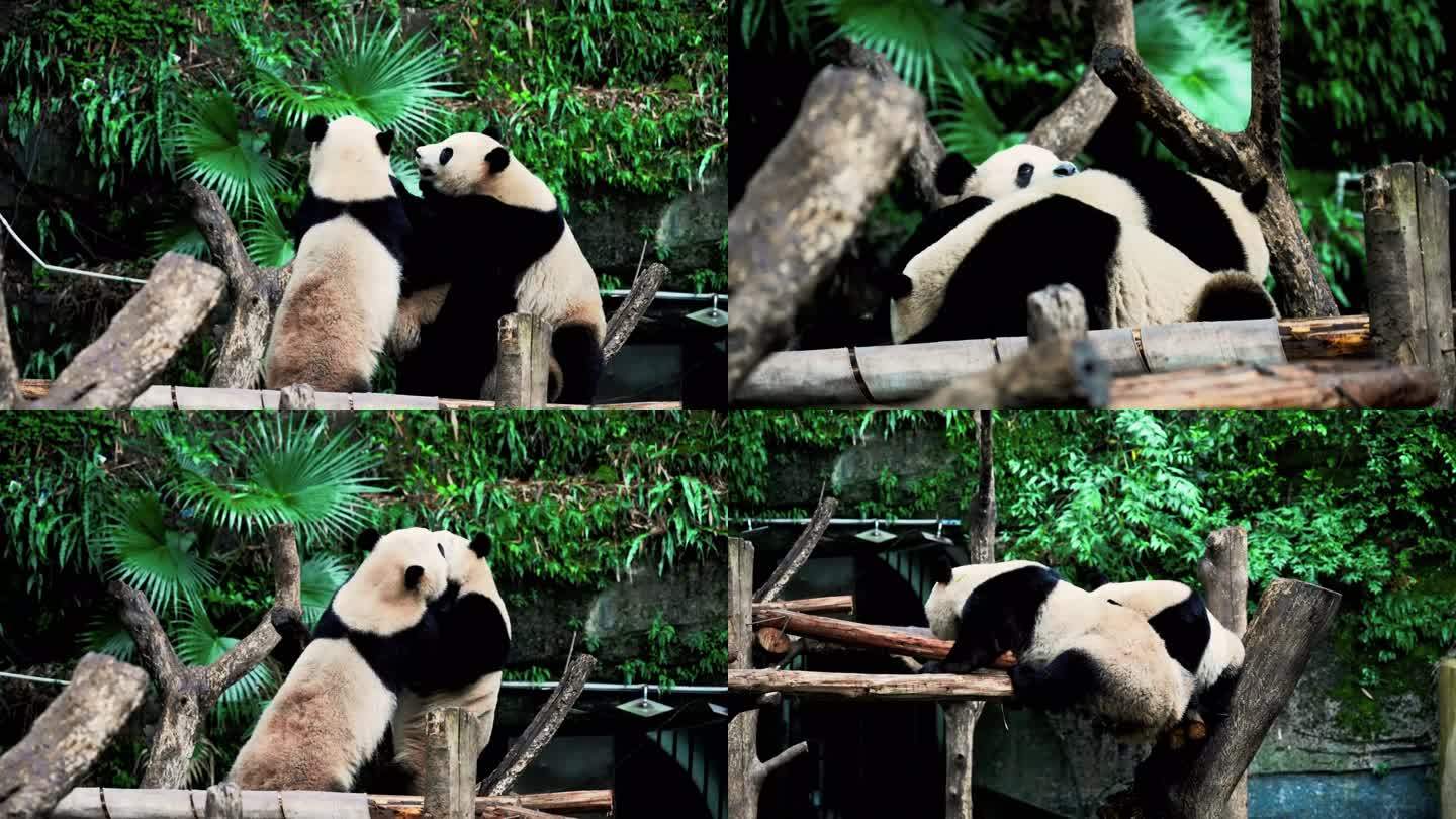 大熊猫打架（四喜丸子）