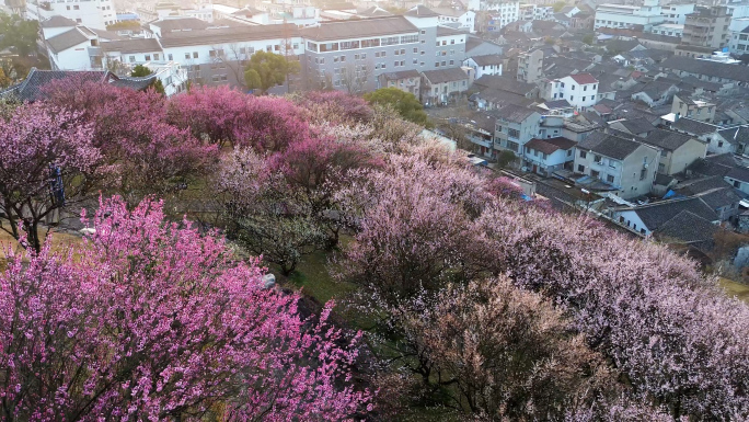 临海江南小长城梅园梅花航拍