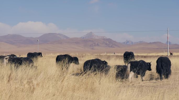 若尔盖草原牧场放牧牦牛羊群牛群