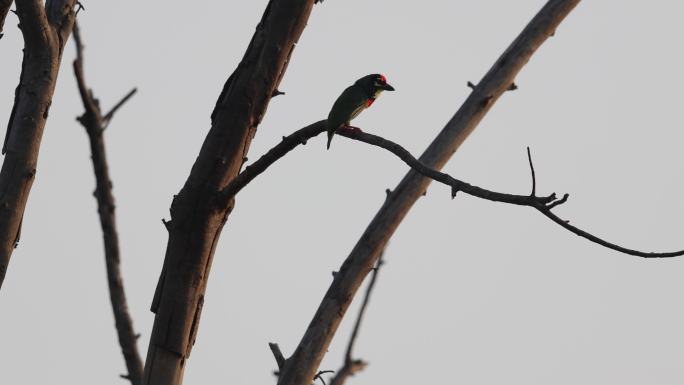 赤胸拟啄木鸟在枝头鸣叫