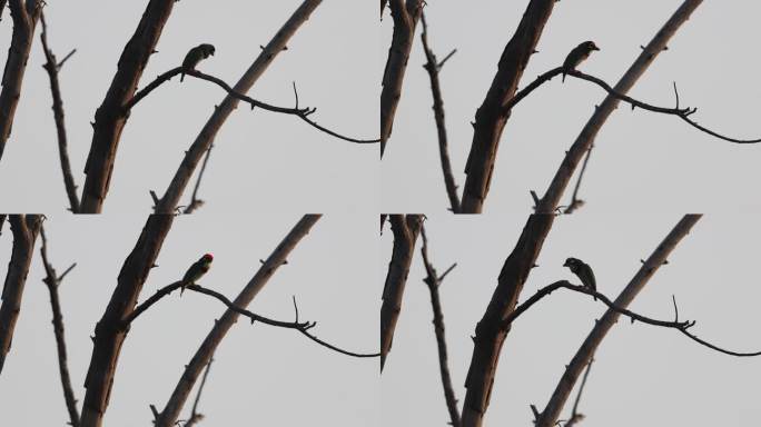 赤胸拟啄木鸟在枝头鸣叫
