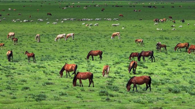 牧民骑马放牛 草原上奔跑的马
