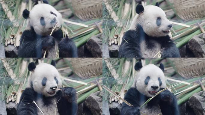 北京动物园网红大熊猫萌二