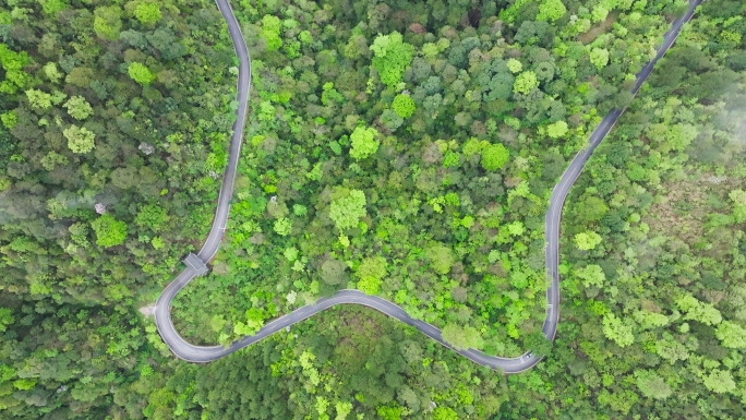 原始森林小溪盘山公路自然生态
