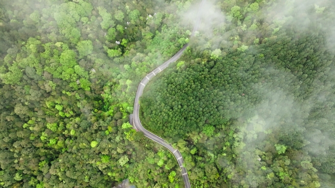 原始森林小溪盘山公路自然生态