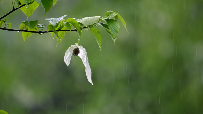 珍稀植物珙桐树开花鸽子花鸽子树
