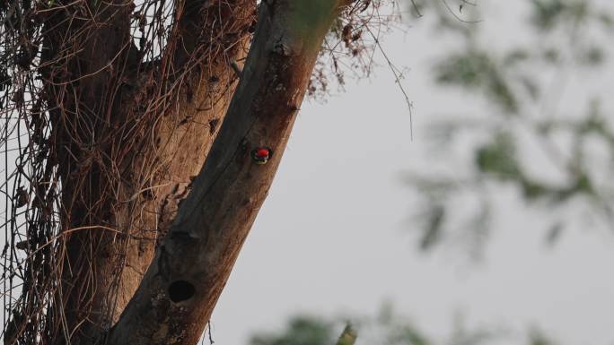 花头鹦鹉和赤胸拟啄木鸟的鸟洞紧紧相邻