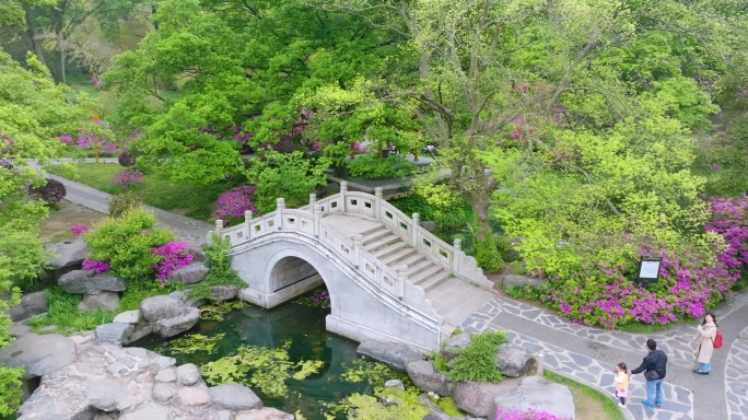 湖北武汉东湖磨山景区杜鹃花盛开