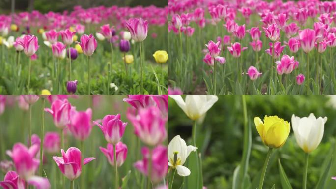 郁金香花 空镜素材