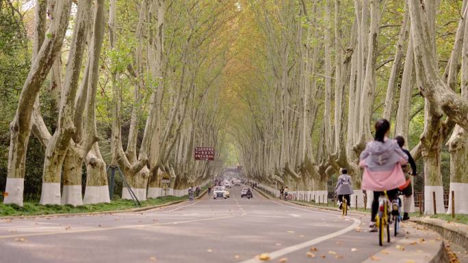 南京_明孝陵景区_梧桐树道路014