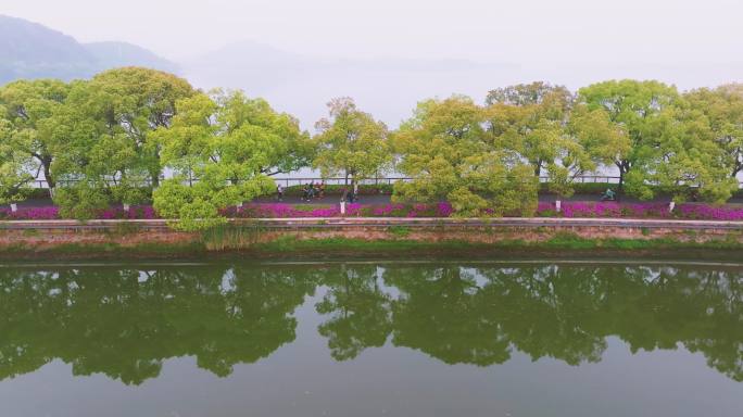 湖北武汉东湖磨山景区杜鹃花盛开