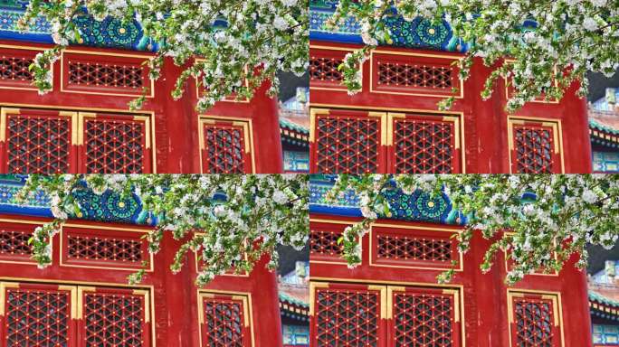 北京春天明清古建筑与海棠花特写