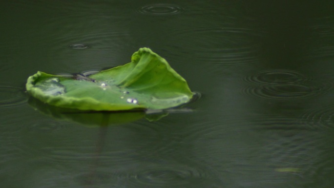 唯美雨天荷叶池塘