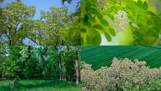 槐花槐树林槐树