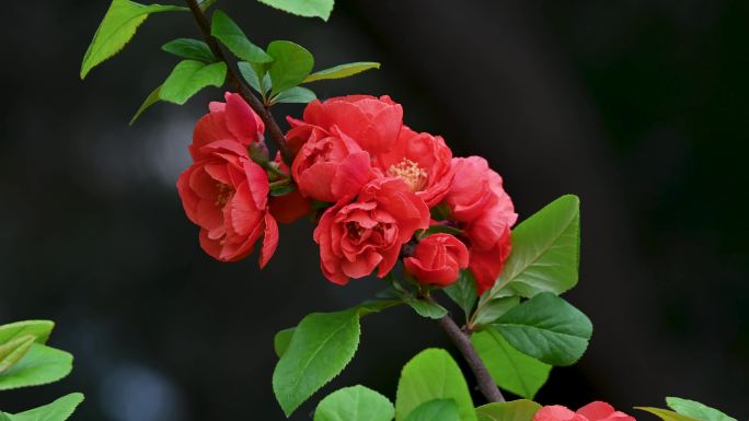 春天盛开的红色贴梗海棠