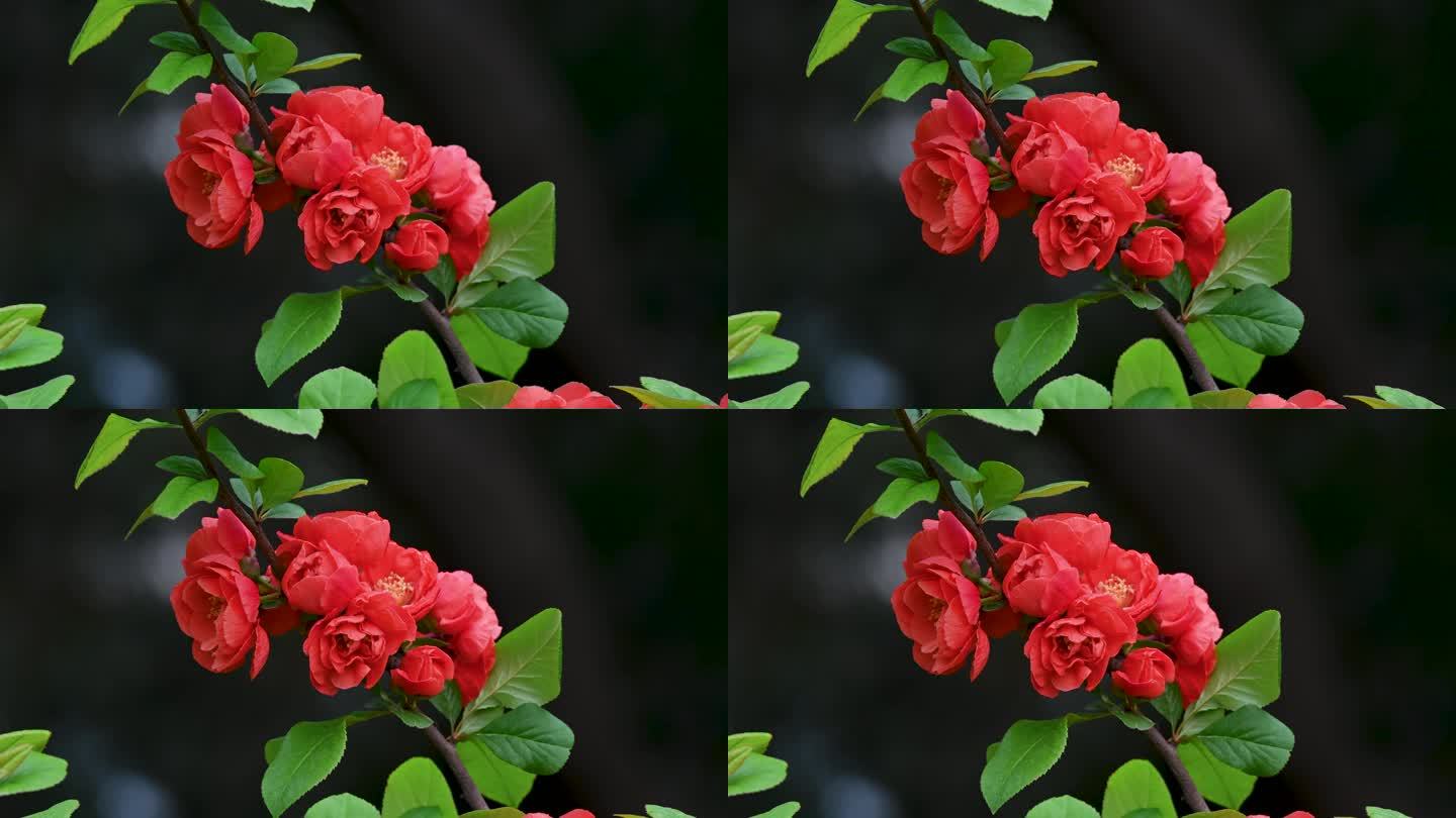 春天盛开的红色贴梗海棠