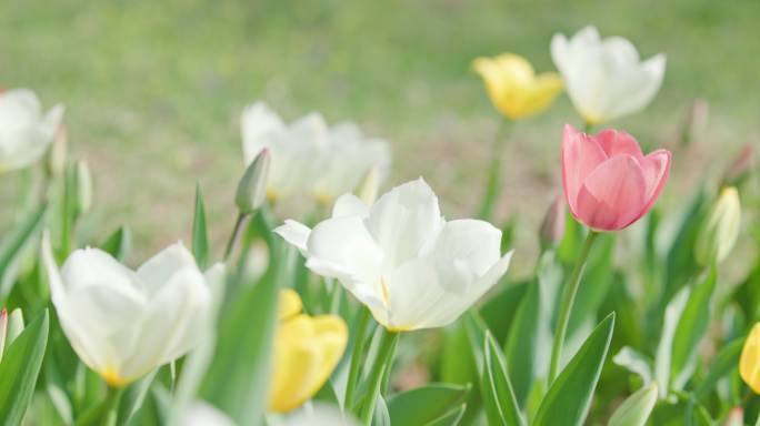 郁金香花园沈阳世博园郁金香