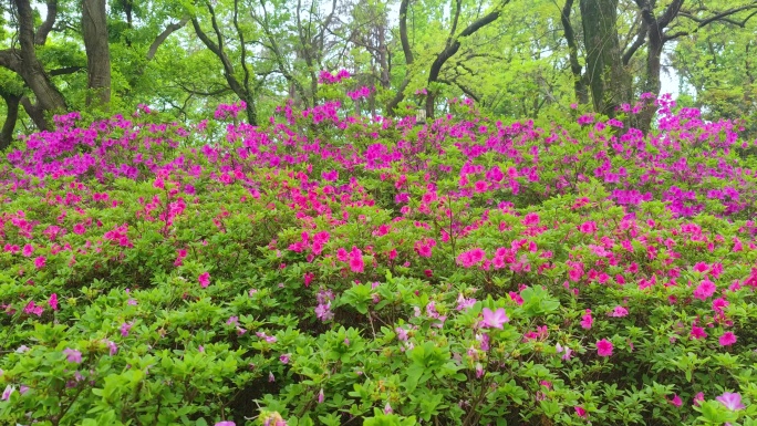 湖北武汉东湖磨山景区杜鹃花盛开