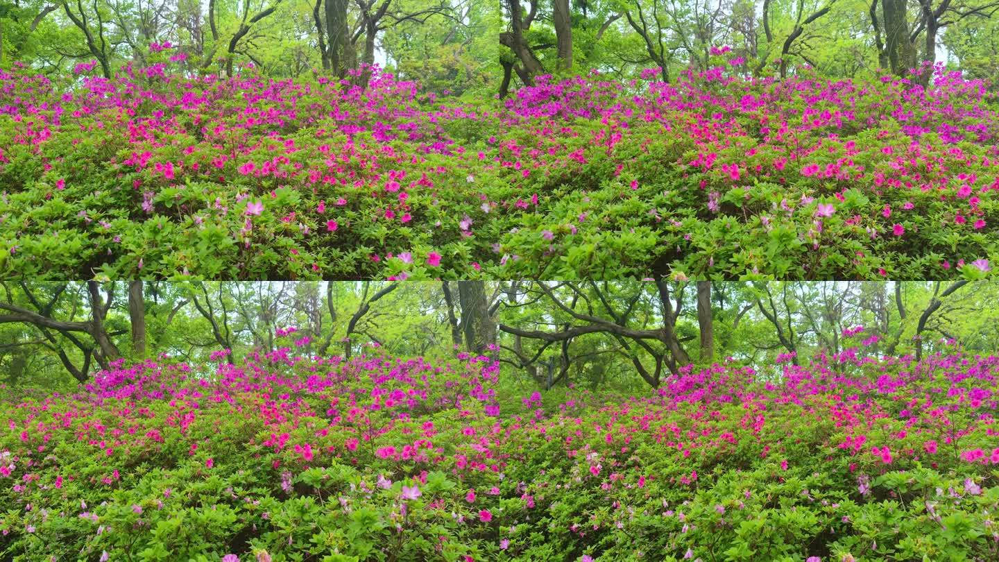 湖北武汉东湖磨山景区杜鹃花盛开