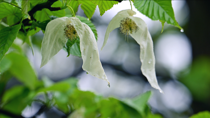 珍稀植物珙桐树开花鸽子花鸽子树