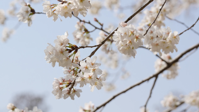 【4k合集】武汉东湖樱花园五重塔白色樱花