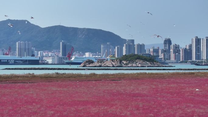 白鹭海边飞翔 红海滩 碱蓬草 12