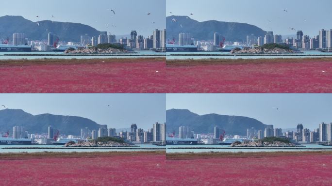 白鹭海边飞翔 红海滩 碱蓬草 12