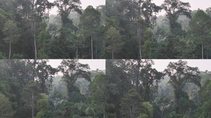 4K-Log-航拍云南热带雨林，望天树