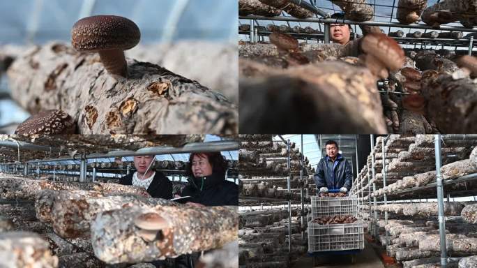 食用菌种植大棚 种植户采收管护蘑菇