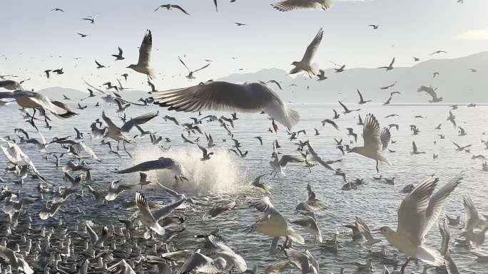 滇池海鸥季